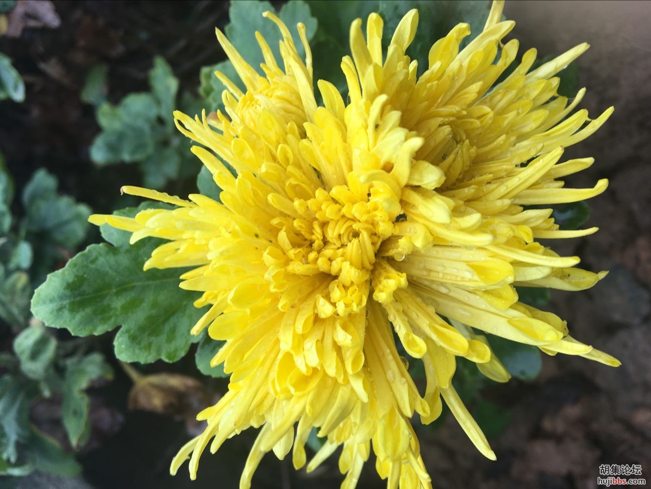 菊