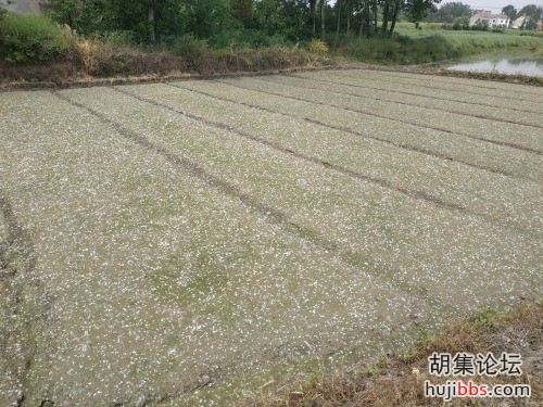 杨絮与秧苗的完美结合