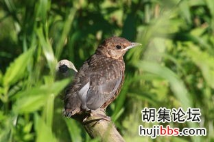 wechat_upload15700300345d94c1d2b44ad