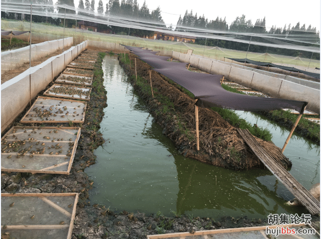 环形沟养殖池