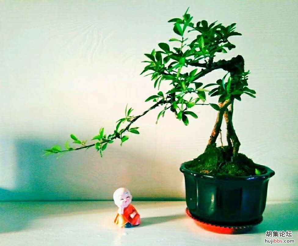 胡集本地水蜡制作盆景。