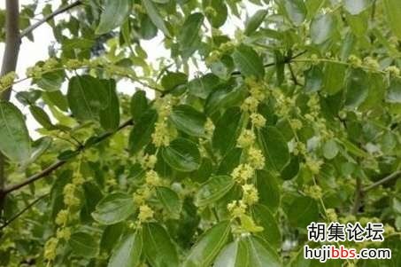 wechat_upload15831316175e5cabe1ed45a