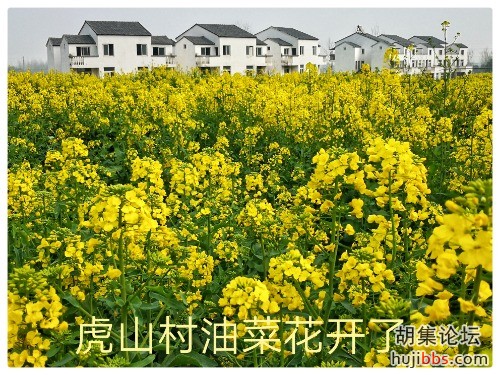 油菜花开了！疫情可以走了