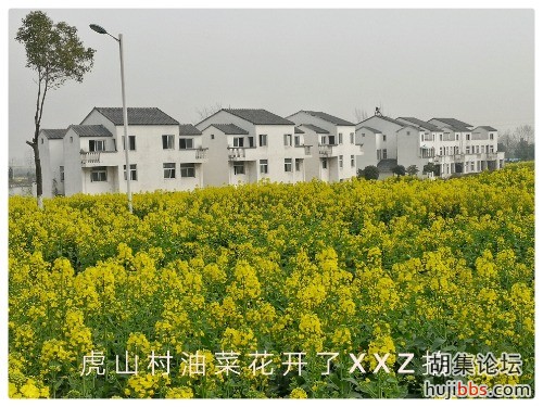 油菜花开了！疫情可以走了