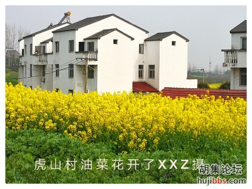 油菜花开了！疫情可以走了