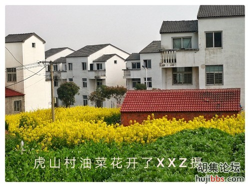 油菜花开了！疫情可以走了