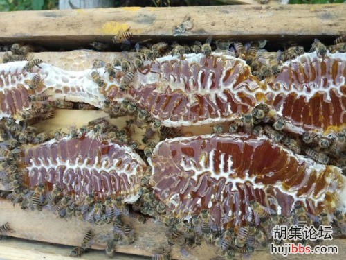 这里是胡集