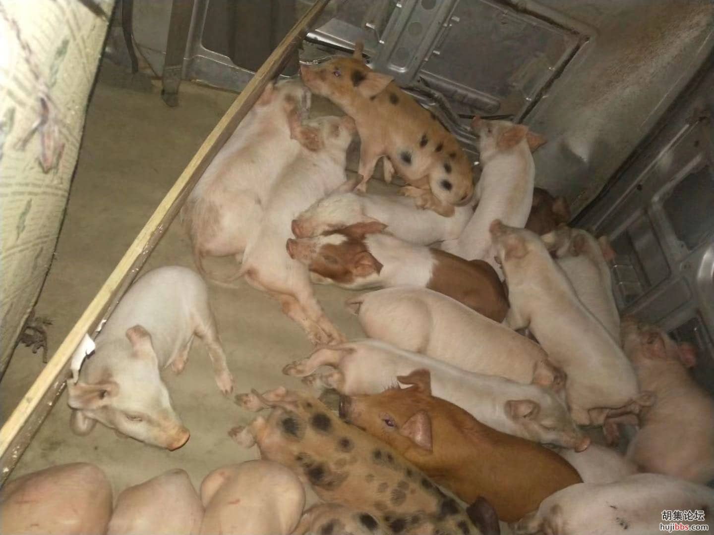 出售小猪仔