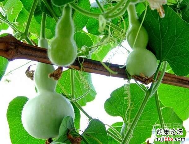 【胡集娃子优秀习作】可爱的“葫芦娃”