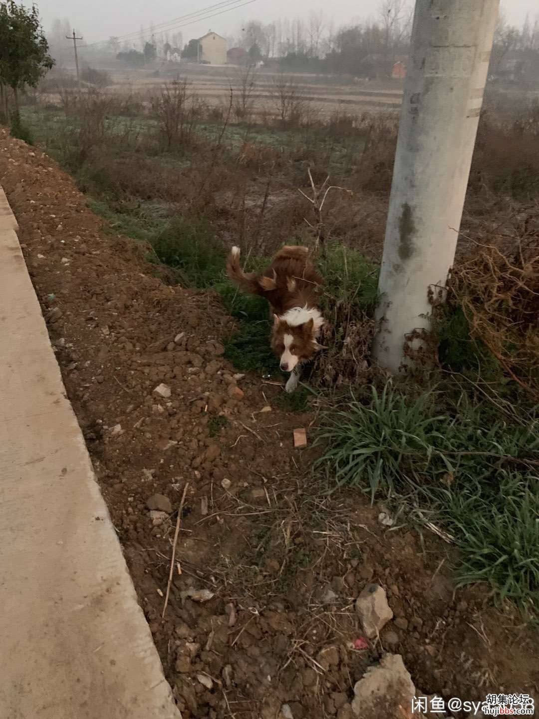 4岁咖啡边牧，公。