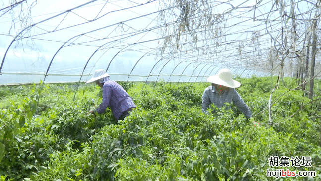 脱贫增收  磷矿镇前小河村信心十足！