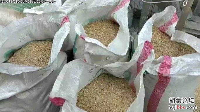 钟祥集中销毁14000斤假劣种子