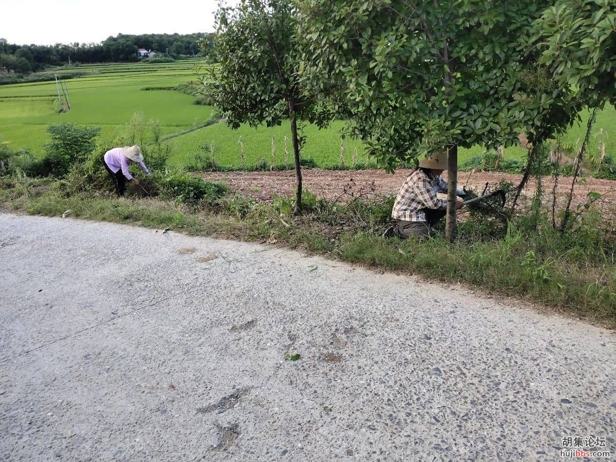 双河镇大桥村网格员清路障保交通安全
