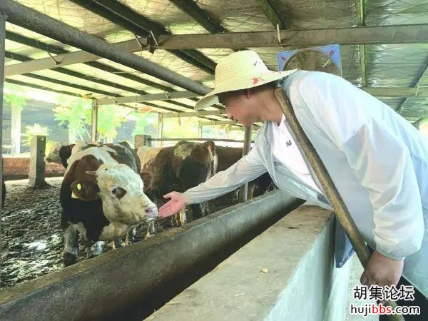 钟祥市一大学生辞职回乡当“牛大王”