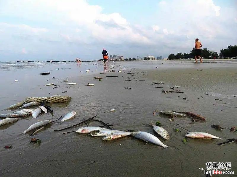 诡异！国内知名景区突现大量死鱼，场面惊心......