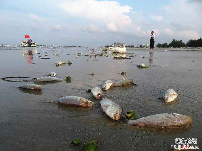诡异！国内知名景区突现大量死鱼，场面惊心......