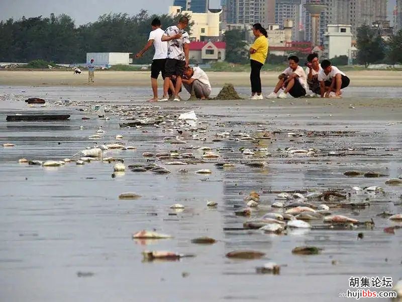 诡异！国内知名景区突现大量死鱼，场面惊心......