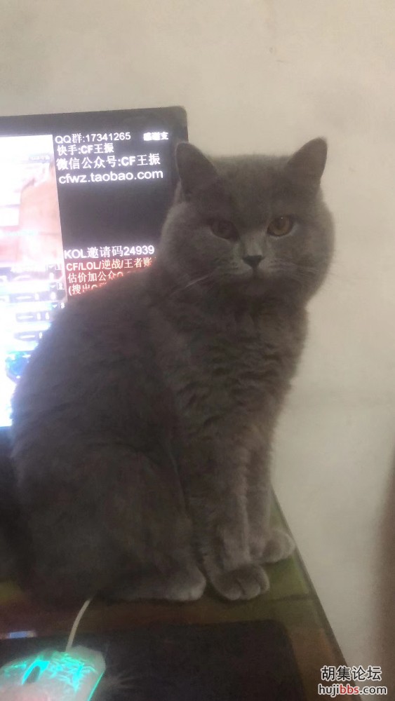 寻猫，在西区菜场附近跑出去两天没回来了