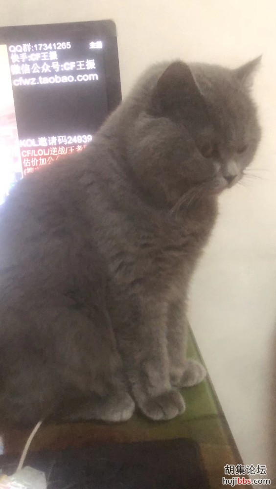 寻猫，在西区菜场附近跑出去两天没回来了