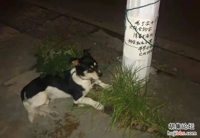 人不如狗！上海杀妻焚尸案：女孩爱犬为救主冲入火海，...