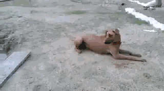 人不如狗！上海杀妻焚尸案：女孩爱犬为救主冲入火海，...