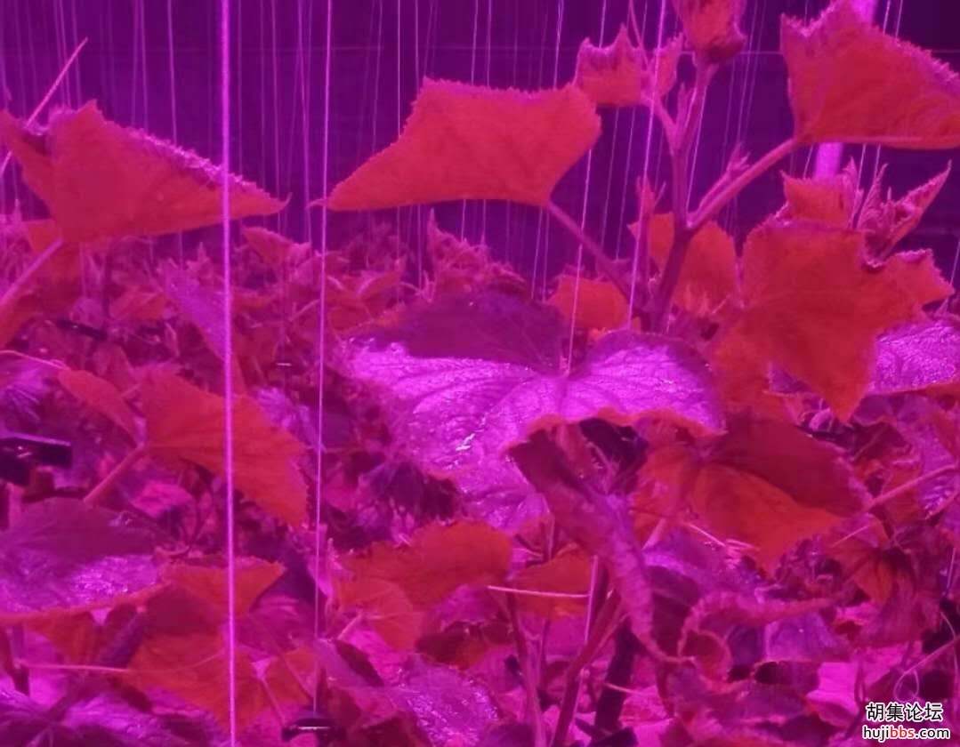 【时空相隔  教育在线】（6）寒假生活•亲近自然  记录美好