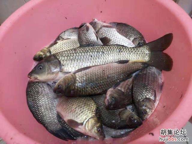 早春钓浅滩？只有这几种浅滩才出鱼！很好找且有不少