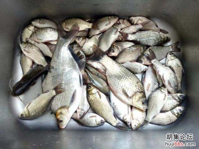早春钓浅滩？只有这几种浅滩才出鱼！很好找且有不少