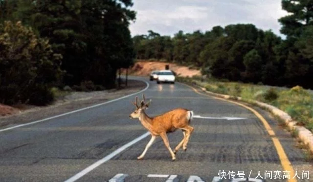 高速上行驶，遇到石块是躲还是撞？交警：再说最后一次..