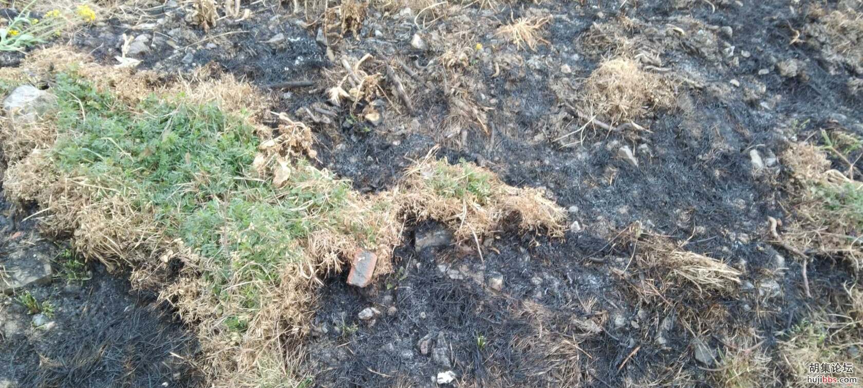 小草有生命，烧草需谨慎