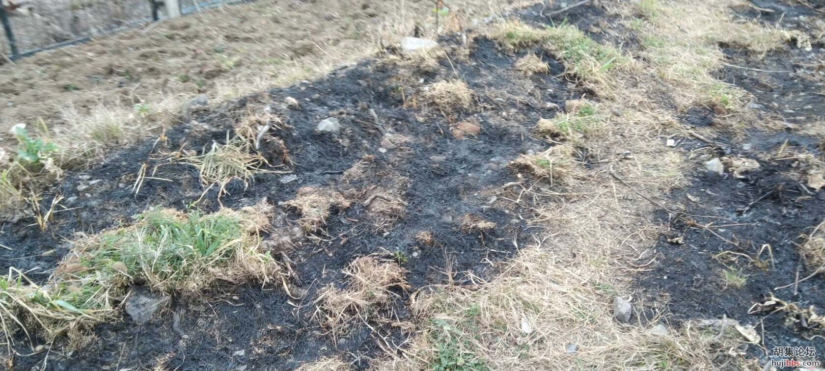 小草有生命，烧草需谨慎