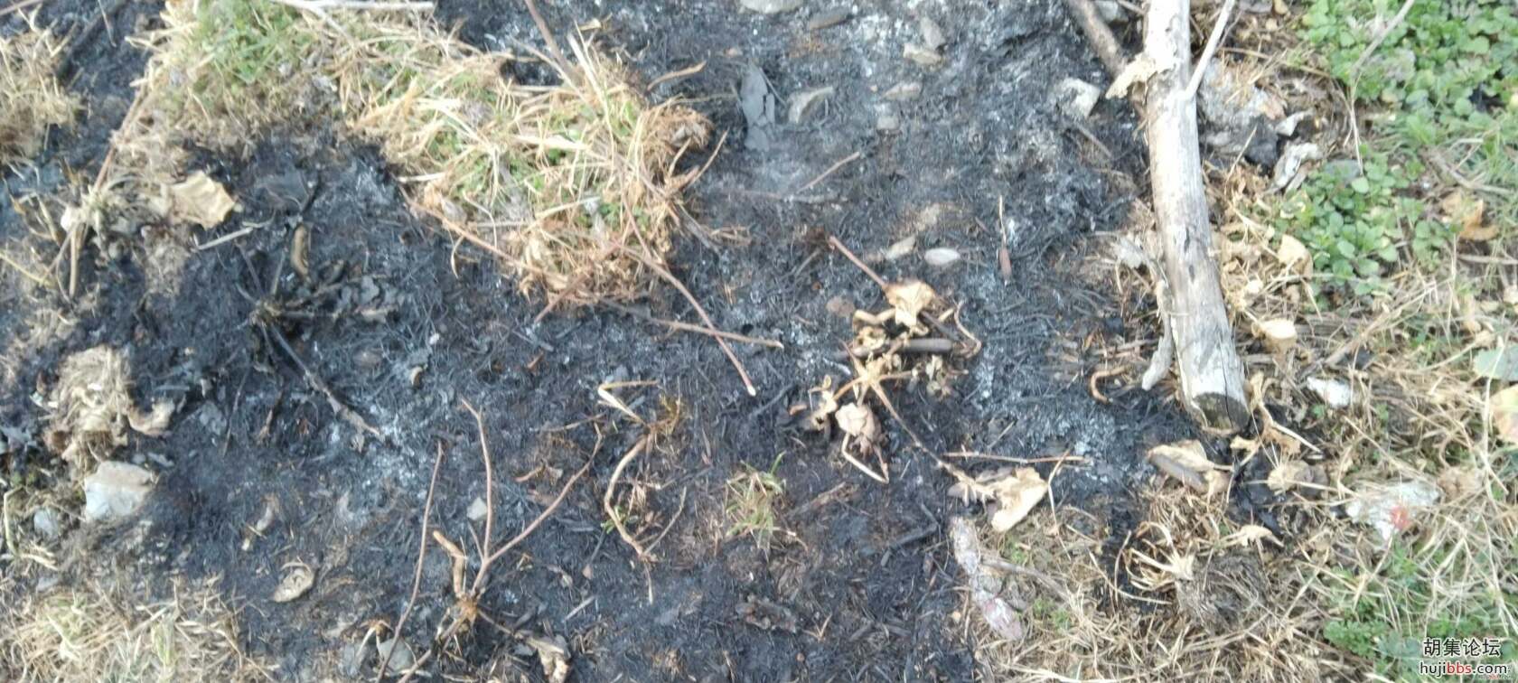 小草有生命，烧草需谨慎