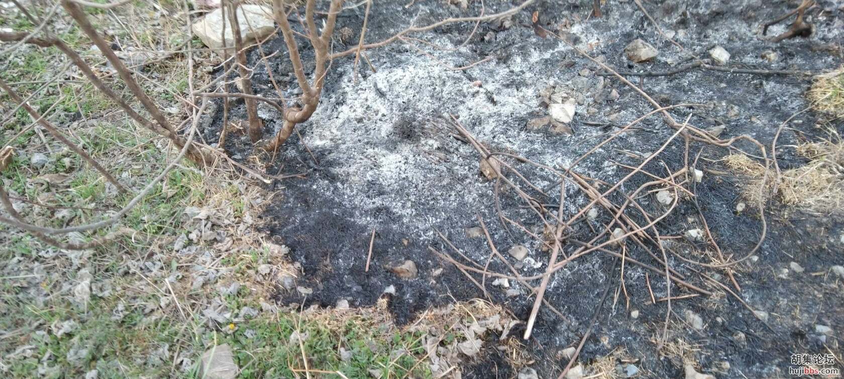 小草有生命，烧草需谨慎