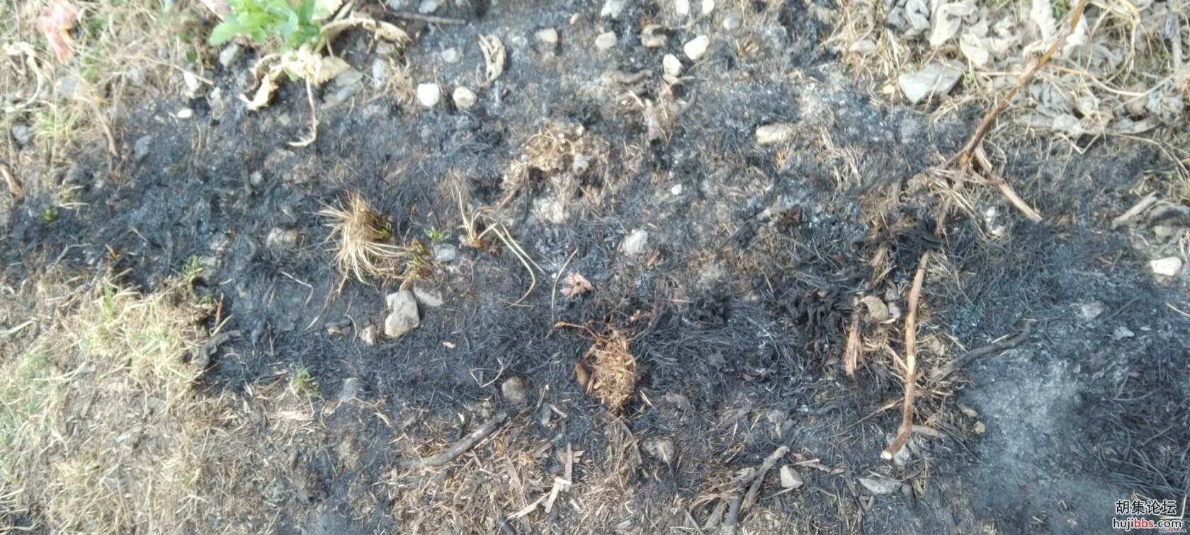小草有生命，烧草需谨慎
