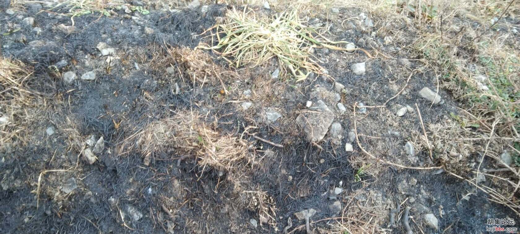 小草有生命，烧草需谨慎
