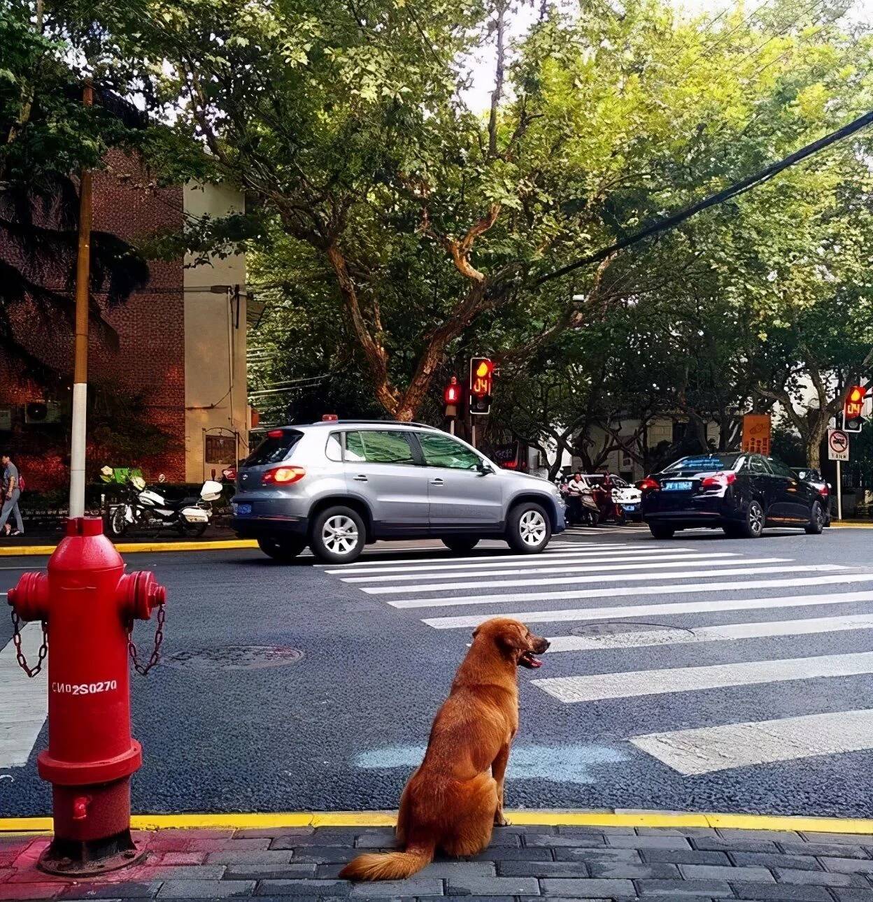 为何许多人等红灯时要踩刹车？听老司机说完，车主：干.