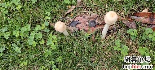 IMG_20240714_093037.jpg