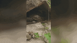 2df74f4f59e64cfe90beb6de2500442d.gif