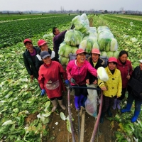 转斗10万亩蔬菜基地喜获丰收