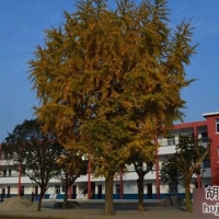 胡集镇第四中学2014年