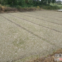 杨絮与秧苗的完美结合
